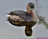 DSC_8484_001.JPG