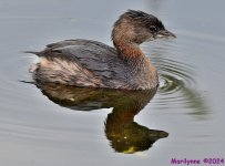 DSC_8486_001.JPG