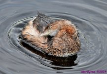DSC_8529_001.JPG