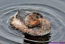 DSC_8534_001.JPG