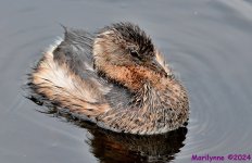 DSC_8537_001.JPG