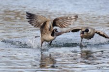 Goose attact 2 sm.jpg