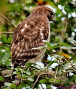 DSC_8640_001.JPG