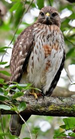DSC_8678_001.JPG