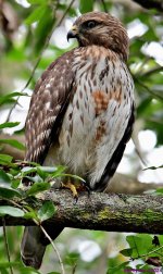 DSC_8683_001.JPG