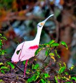 DSC_8697_001.JPG