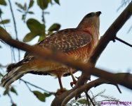 DSC_8734_001.JPG