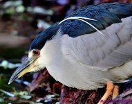 DSC_8792_001.JPG