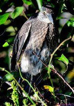 DSC_8844_001.JPG