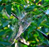 DSC_8813_001.JPG