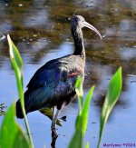 DSC_8855_001.JPG