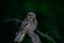 RD5_2234-Edit-Edit.jpg