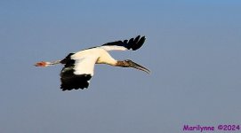 DSC_8883_001.JPG