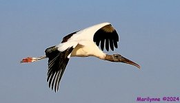 DSC_8884_001.JPG