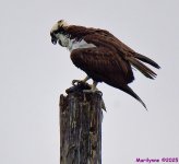 DSC_8948_001.JPG
