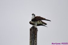 DSC_8949_001.JPG