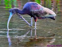 DSC_9013_001.JPG