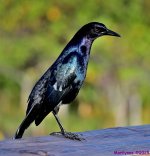 DSC_9019_001.JPG