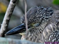 DSC_9083_001.JPG
