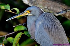 DSC_9095_001.JPG