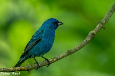 20240603-RD5_1279-Indigo Bunting.jpg