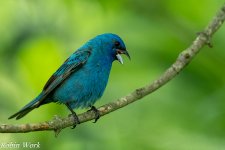 20240603-RD5_1281-Indigo Bunting.jpg
