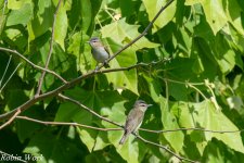 20240531-RD5_1226-Red-Eyed Vireo.jpg