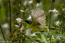 20240603-RD5_1300-Common Yellow Throated Warbler.jpg