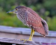 DSC_9107_001.JPG