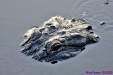 DSC_9120_001.JPG