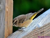 DSC_9127_001.JPG