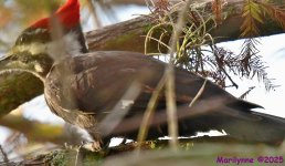 DSC_9178_stitch_001.JPG
