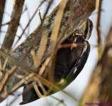 DSC_9180_stitch_001.JPG