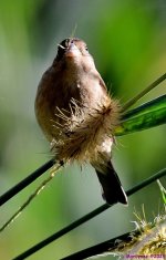 DSC_9276_001.JPG