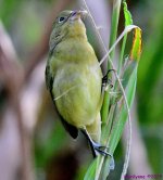 DSC_9332_001.JPG