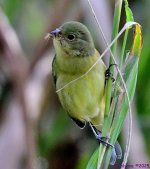 DSC_9335_001.JPG