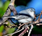 DSC_9463_001.JPG