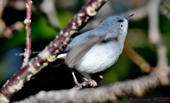 DSC_9466_001.JPG