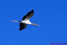 DSC_9471_001.JPG