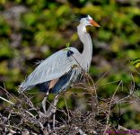 DSC_9485_001.JPG