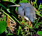 DSC_9490_001.JPG