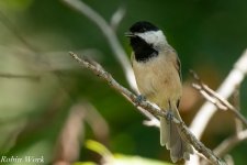 RD5_4086-Edit.jpg