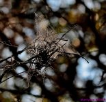DSC_9530_001.JPG
