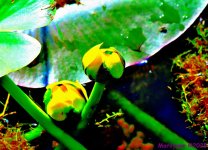 DSC_9525_001.JPG