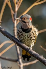 RD5_6296-Edit.jpg