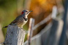 RD5_6307-Edit.jpg