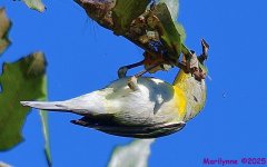 DSC_9550_001.JPG
