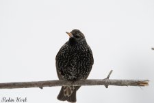 20210215Backyard birds-RD5_6853.jpg