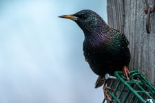 RD5_7306-Edit.jpg