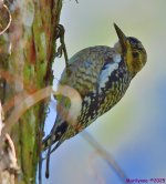 DSC_9626_001.JPG